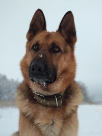 Close-up portrait of a dog in snow