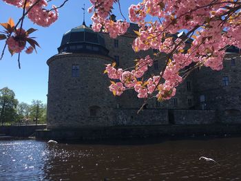 View of cherry blossom by building