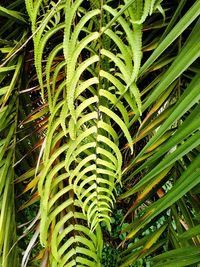 Palm leaves on tree