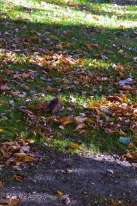 Autumn leaves on tree trunk