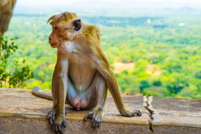 Lion sitting on wall