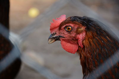 Close-up of hen seen through fence