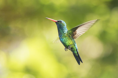 Close-up of a bird flying