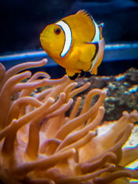 Close-up of fish swimming in sea