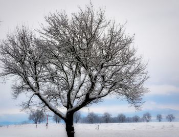 Bare tree on snow covered field against sky