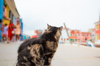 Cat looking away while standing on street