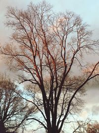 Low angle view of bare trees against sky