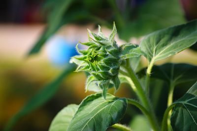 Close-up of green plant