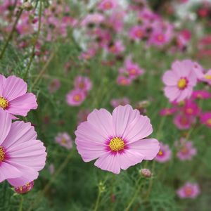 Close-up of pink cosmos flowers blooming outdoors