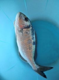 Close-up of fish swimming in sea