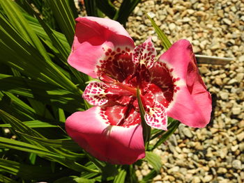 Close-up of pink flowers