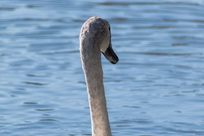 Swan on a lake