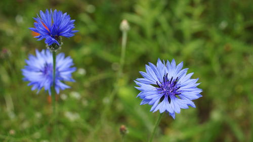 Close-up of purple crocus flowers