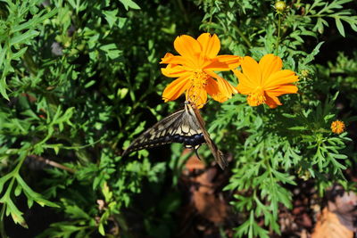 Close-up of butterfly pollinating on flower