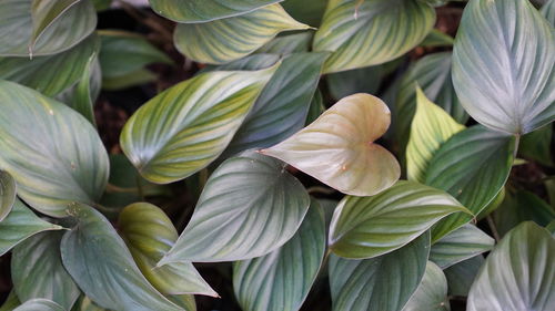 Full frame shot of green leaves