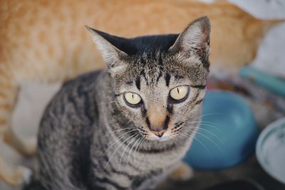 Close-up portrait of a cat