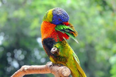 Close-up of parrot perching on branch