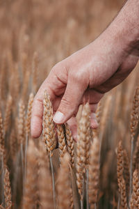 Close-up of a hand holding wheat