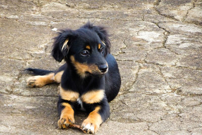 Dog sitting outdoors