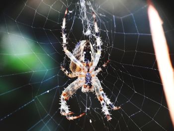 Close-up of spider web