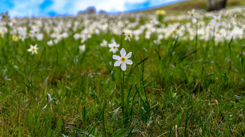 Close-up of white flowering plant on field