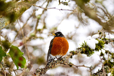 Low angle view of bird perching on tree