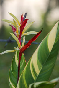 Close-up of red flowering plant