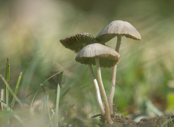 Close-up of mushroom growing on land