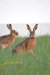 Portrait of rabbit on field