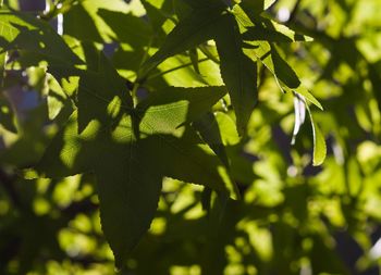 Close-up of fresh green leaves