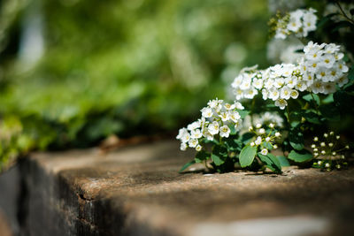 Close-up of white flowering plant in park