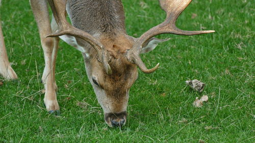 Deer grazing in a field