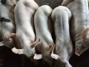 High angle view of pigs sleeping