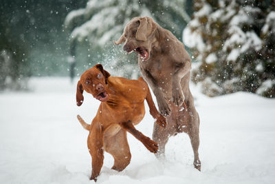 Dog playing on snow field