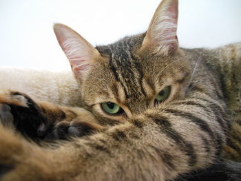 Close-up portrait of cat lying down