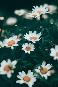 Close-up of white daisy flowers