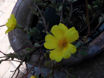 Close-up of yellow flower blooming outdoors