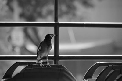 Close-up of bird perching on railing