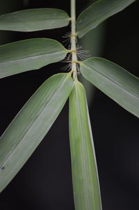 Close-up of insect on plant