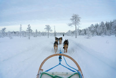 Dogs walking on snow covered landscape