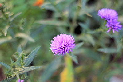 Close-up of pink flowering plant