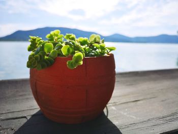 Close-up of potted plant on table