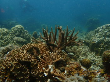 View of fish swimming underwater