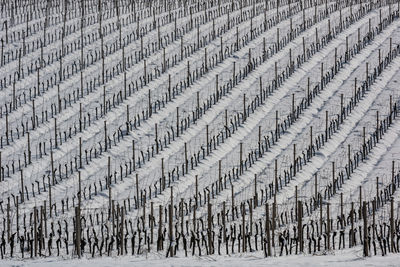 Scenic view of snow