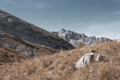 View of sheep on landscape