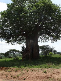 Trees on field against sky