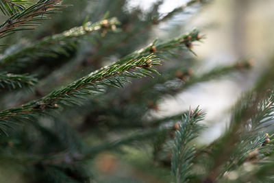 A branch of a fir tree in the park in close-up.