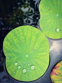 Close-up of water drops on leaf