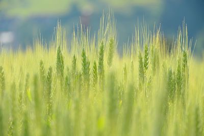 Close-up of wheat growing on field