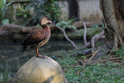 Close-up of bird perching on rock